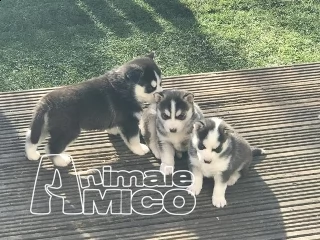 cuccioli di husky razza pura disponibili,
