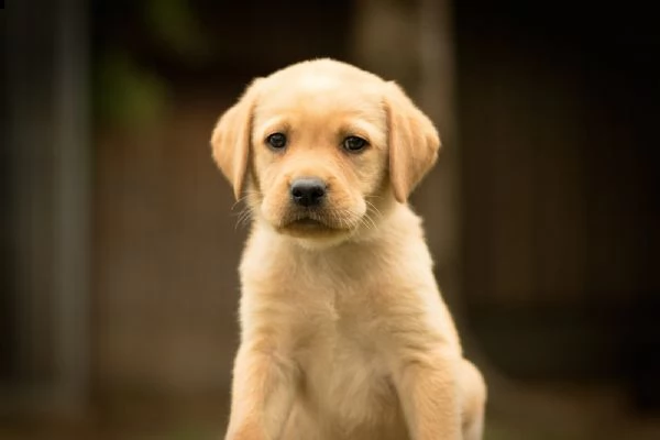 labrador cuccioli miele , nero e bianco  | Foto 1