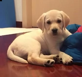 labrador cuccioli miele , nero e bianco  | Foto 0
