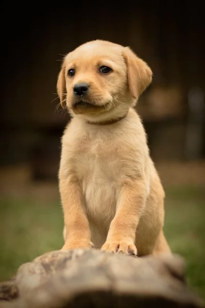 labrador cuccioli miele , nero e bianco 