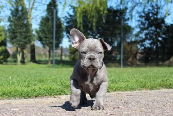 cuccioli bulldog francese - pedigree enci | Foto 1