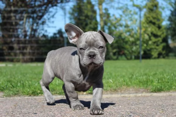 cuccioli bulldog francese - pedigree enci | Foto 0