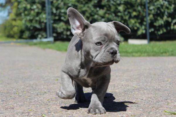 cuccioli bulldog francese - pedigree enci