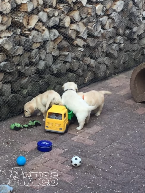 cuccioli di golden retriever con pedigree-