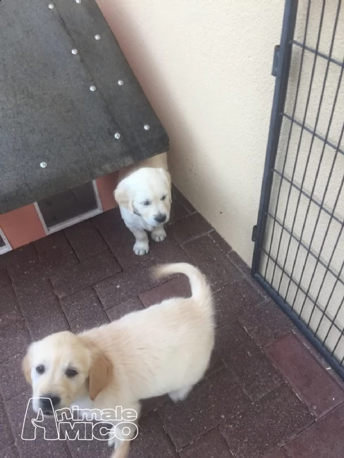 cuccioli di golden retriever con pedigree- | Foto 1
