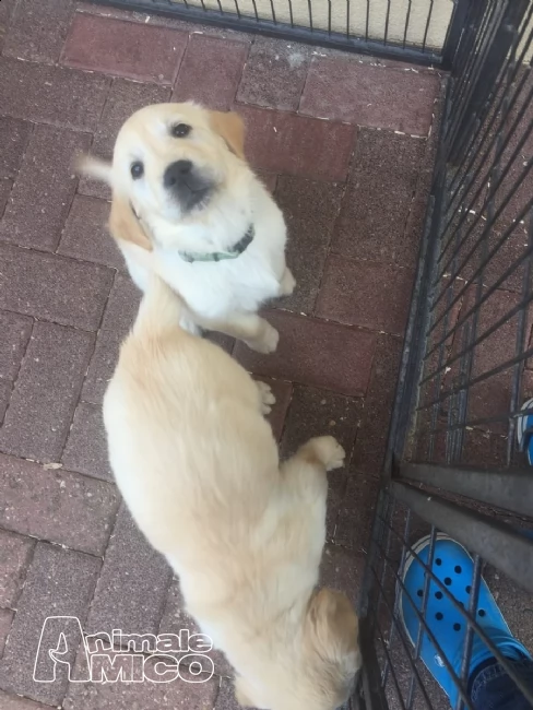 cuccioli di golden retriever con pedigree- | Foto 0