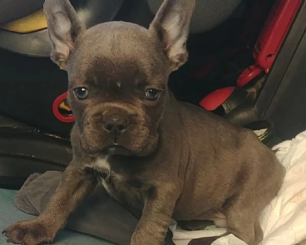 bulldog francesi manto blu occhi blu