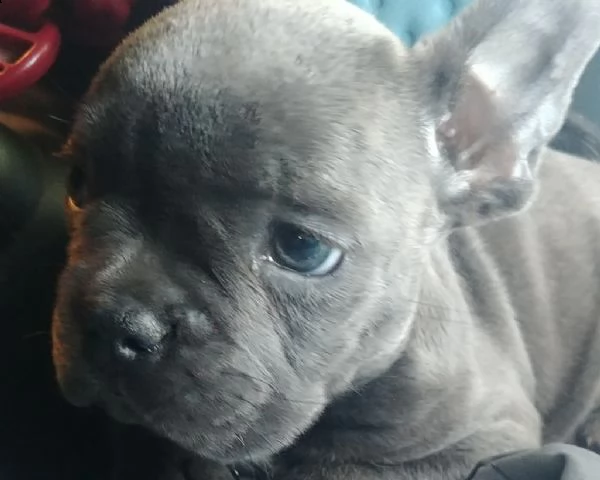 bulldog francesi manto blu occhi blu | Foto 0