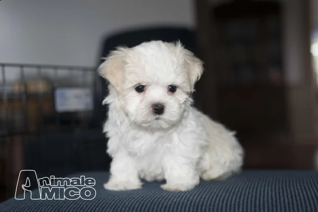 due cuccioli .  femminucce e maschietti di maltese toy