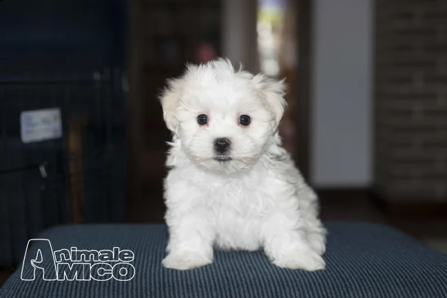 due cuccioli .  femminucce e maschietti di maltese toy | Foto 1