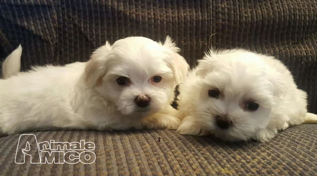 due cuccioli .  femminucce e maschietti di maltese toy | Foto 0