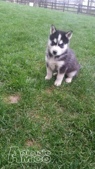  bellissimo maschio di siberian husky cerca femmina