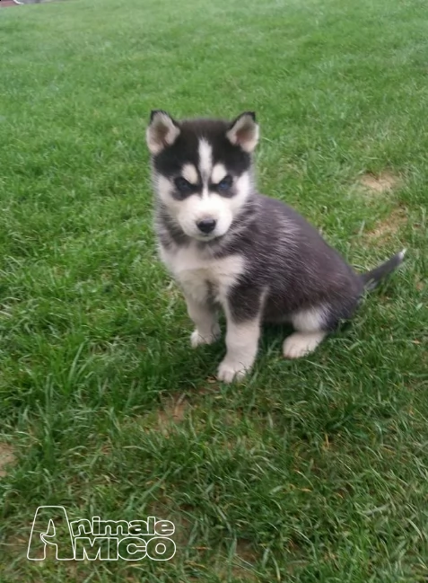  bellissimo maschio di siberian husky cerca femmina | Foto 0