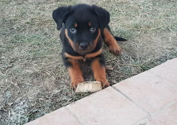 cuccioli rottweiler | Foto 0