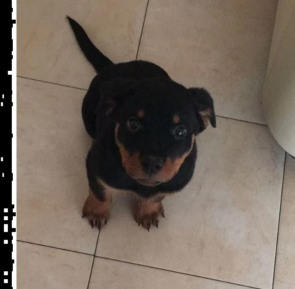 cuccioli rottweiler
