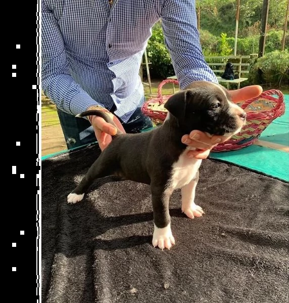 cuccioli di pitbull | Foto 0