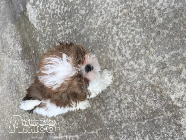 giovane shihtzu con pedigree enci | Foto 2