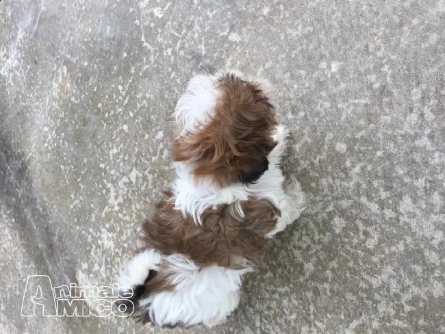 giovane shihtzu con pedigree enci | Foto 1