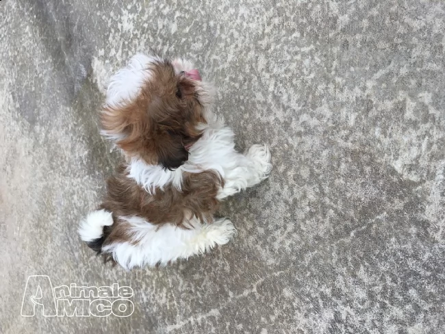 giovane shihtzu con pedigree enci | Foto 0