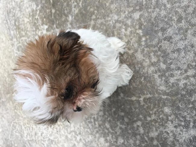 giovane shihtzu con pedigree enci