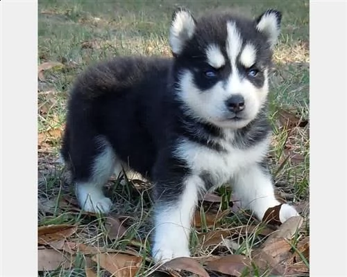 cuccioli husky siberian occhi blu