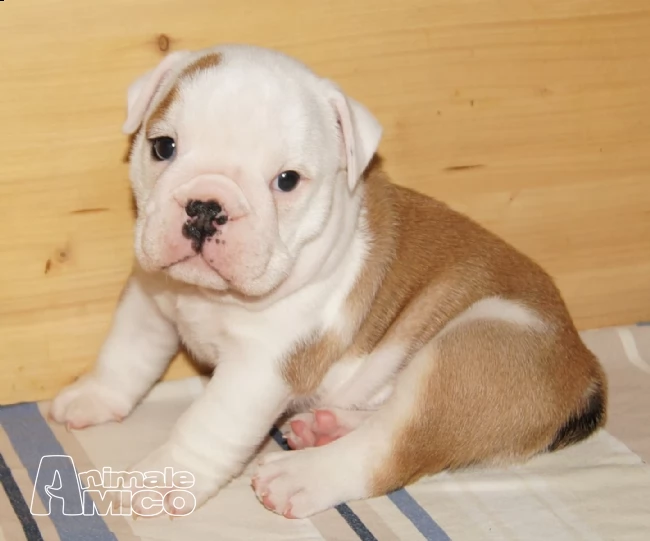 bulldog inglese dolci cuccioli