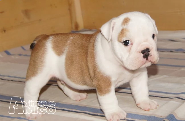bulldog inglese dolci cuccioli | Foto 1