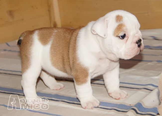 bulldog inglese dolci cuccioli | Foto 0
