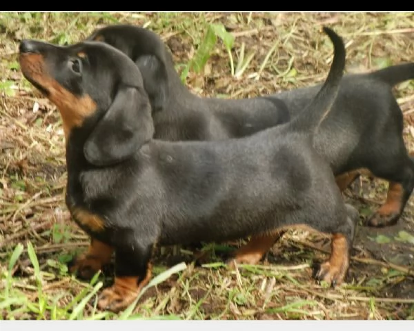 bassotti nani x kaninchen a pelo corto | Foto 0