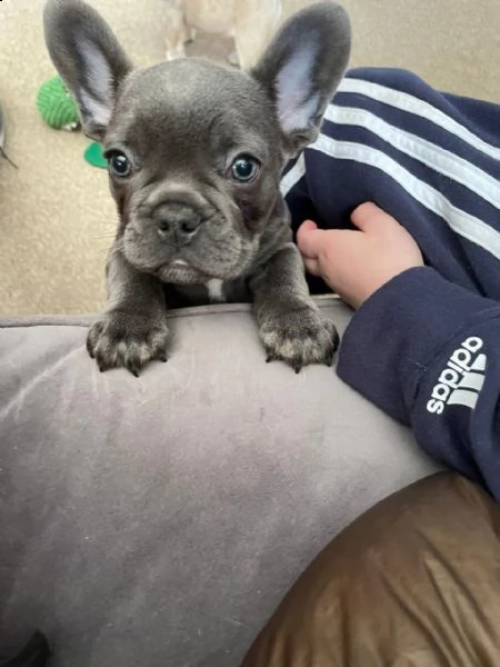 bouledogue francese blue - bulldog | Foto 5
