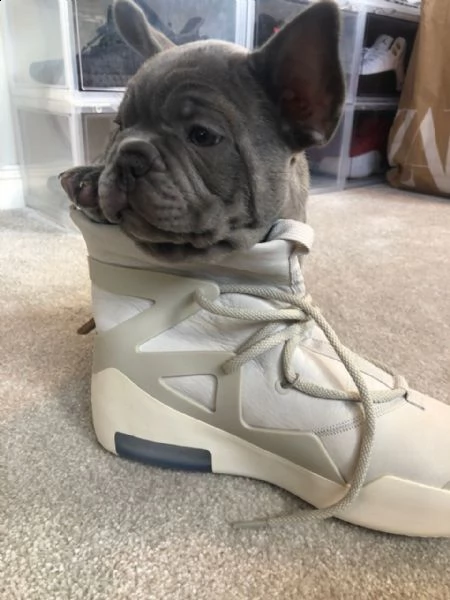 bouledogue francese blue - bulldog | Foto 3