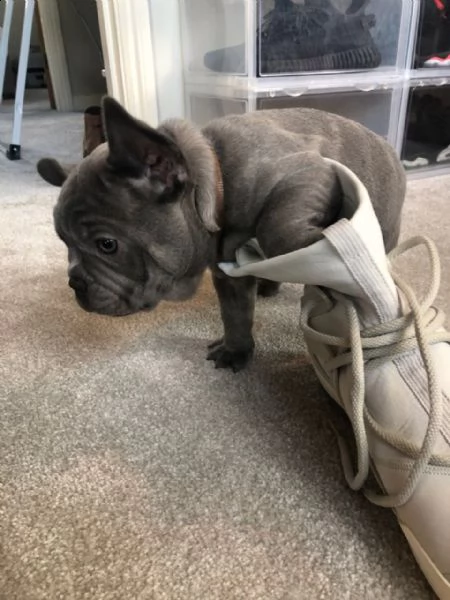 bouledogue francese blue - bulldog | Foto 2