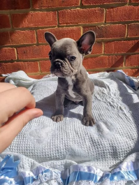 bouledogue francese blue - bulldog | Foto 1