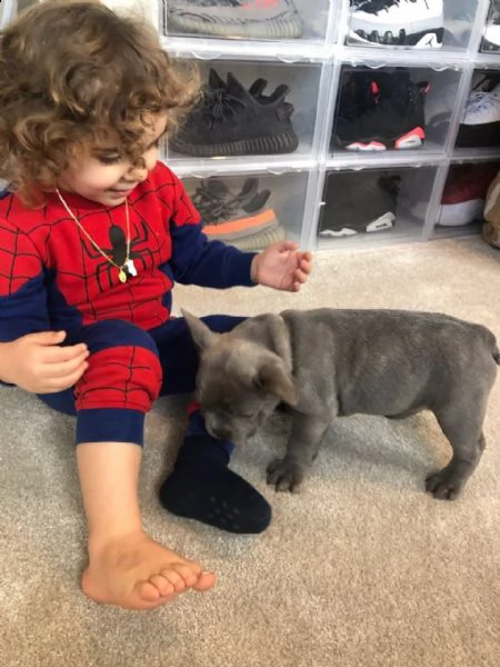 bouledogue francese blue - bulldog | Foto 0