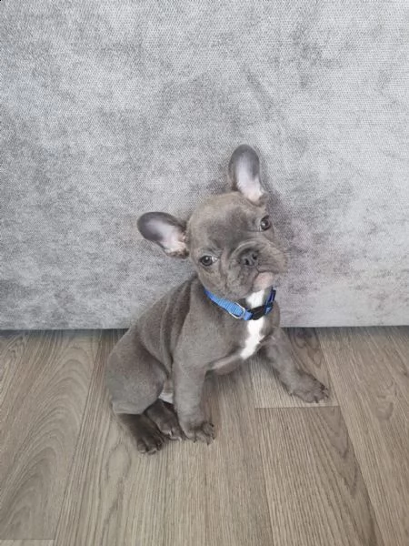 bouledogue francese blue - bulldog