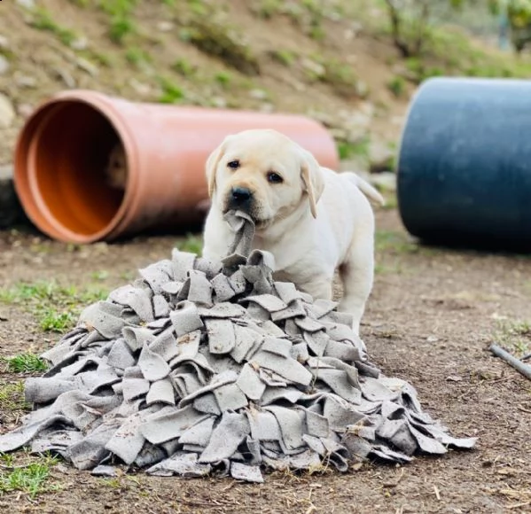 cuccioli di labrador  maschi che femmina disponibili  | Foto 5