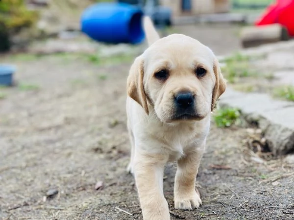 cuccioli di labrador  maschi che femmina disponibili  | Foto 3