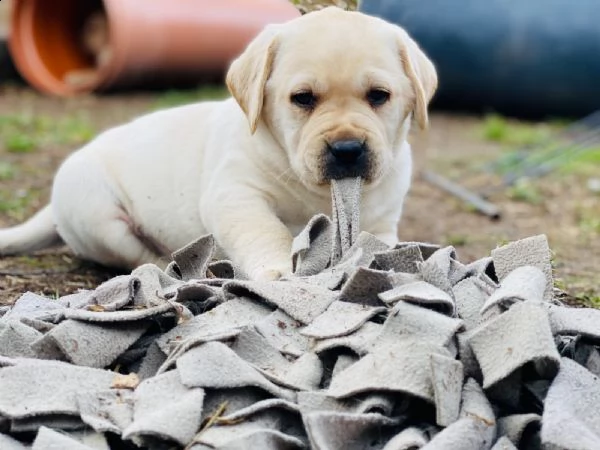 cuccioli di labrador  maschi che femmina disponibili  | Foto 2