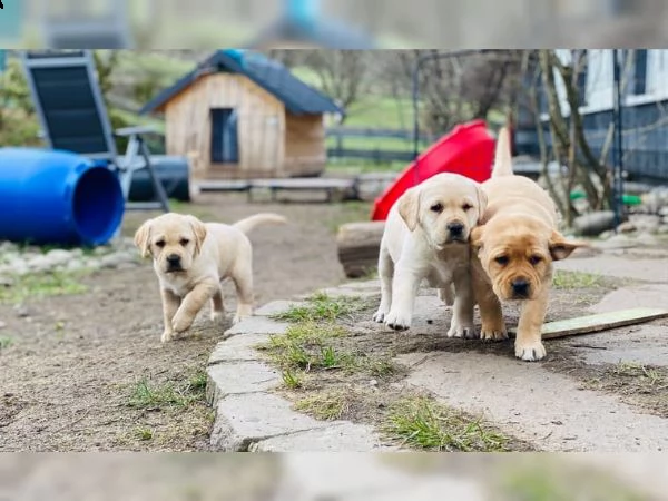 cuccioli di labrador  maschi che femmina disponibili 