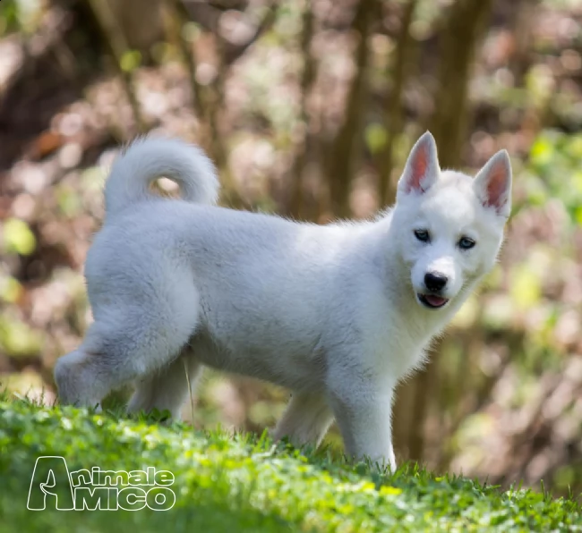 adorabile akc reg husky cuccioli bisogno di una buona casa | Foto 1