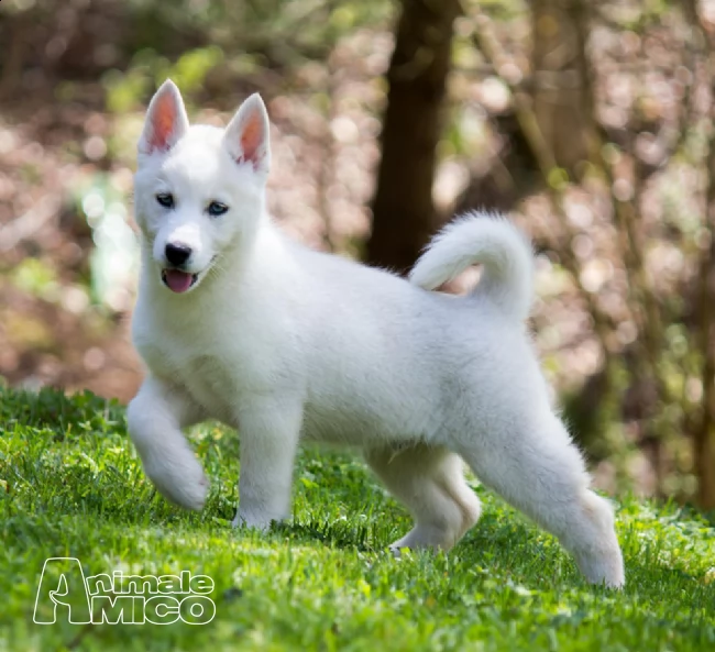 adorabile akc reg husky cuccioli bisogno di una buona casa