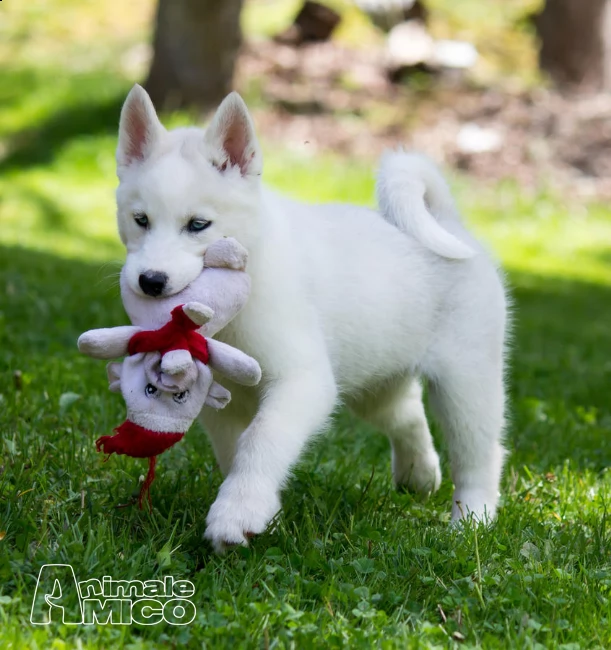 adorabile akc reg husky cuccioli bisogno di una buona casa | Foto 0