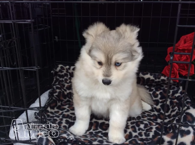 cucciolo siberian husky con pedigree | Foto 2