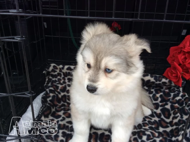 cucciolo siberian husky con pedigree | Foto 1