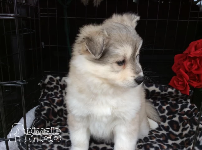 cucciolo siberian husky con pedigree | Foto 0