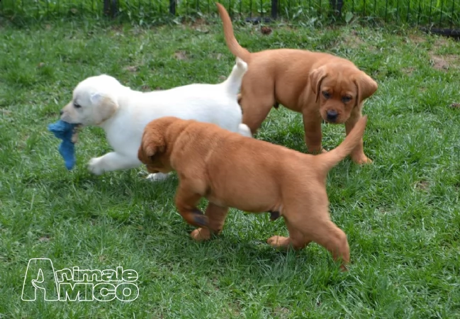cuccioli di labrador retriever
