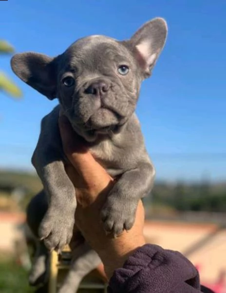 maschio e femmina kuccioli di bouledogue francese blu  | Foto 2