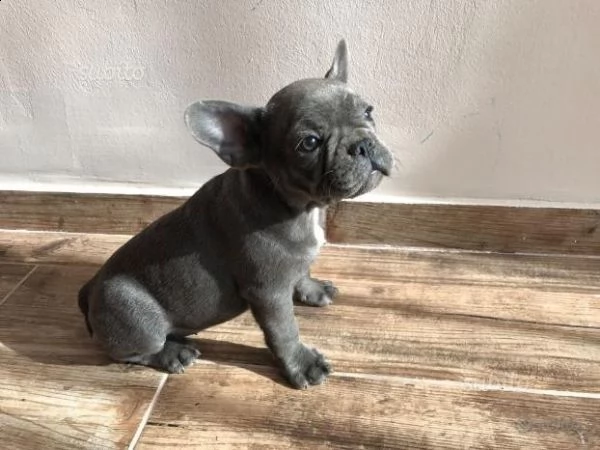 maschio e femmina kuccioli di bouledogue francese blu 