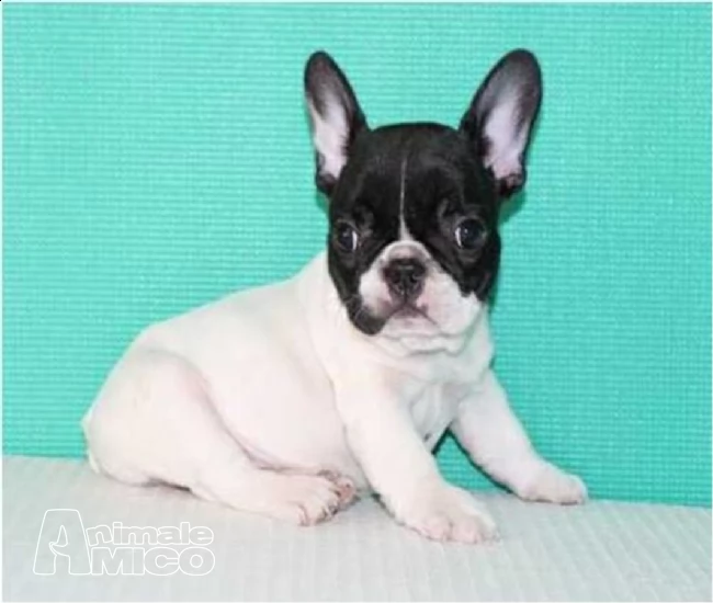  adorabile cucciolo bulldog francese per la vendita