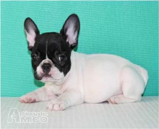  adorabile cucciolo bulldog francese per la vendita | Foto 1